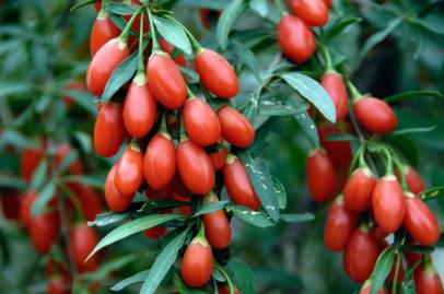 Tỷ tử khi chín trên cây